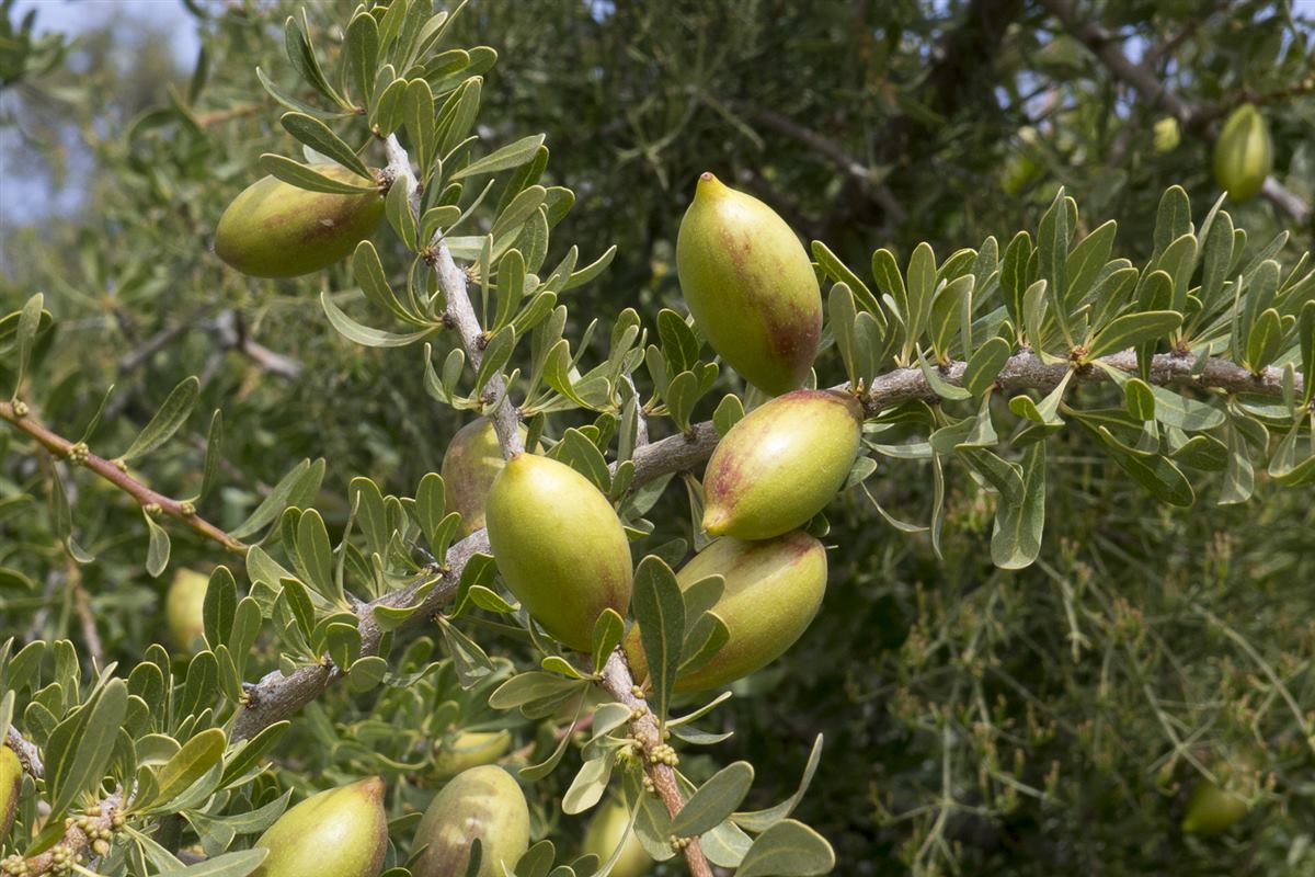 The Complete Guide to Moroccan Argan Oil: Benefits, Uses & Why Ours Is Different