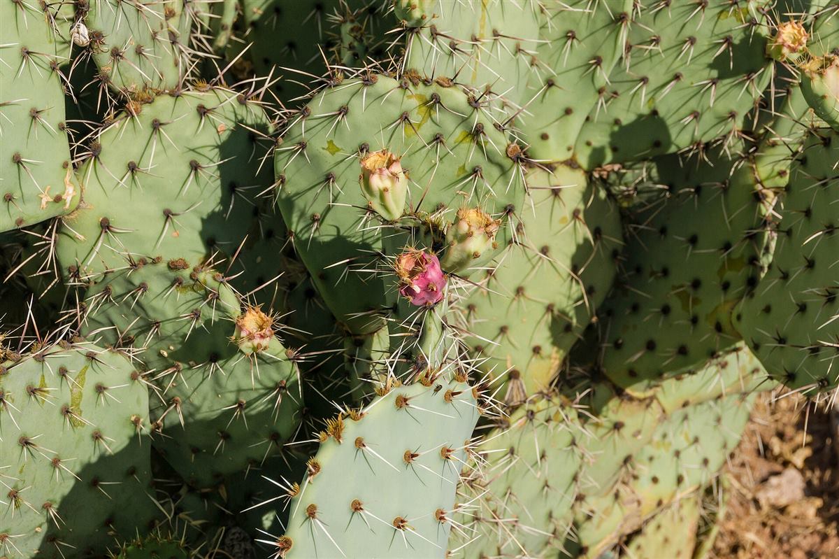 Prickly Pear Seed Oil Benefits for Skin, Hair & More